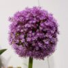 Rm 81 - Image 2