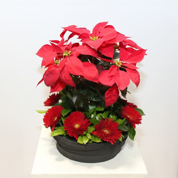 Poinsettia arrangement