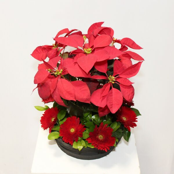 Poinsettia arrangement - Image 3